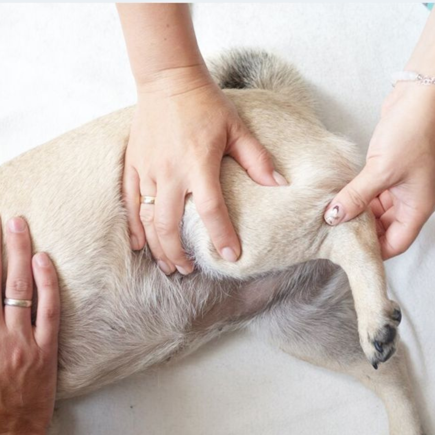 The Little Signs Of Joint Discomfort Most Owners Miss