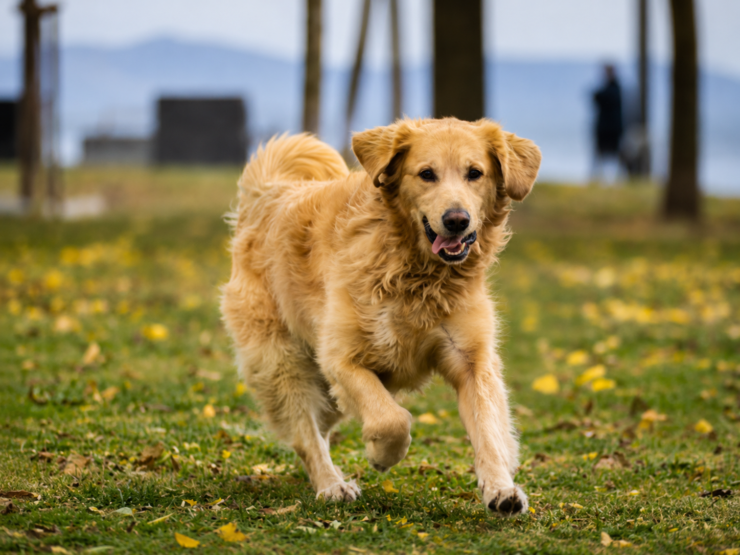 How to Help Your Dog Enjoy More Happy, Healthy Years